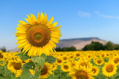 Yellow sunflower in field