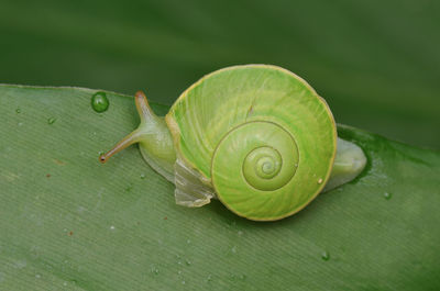 Close-up of caterpillar on leaf