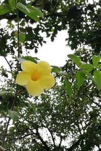 Low angle view of yellow flowers blooming on tree