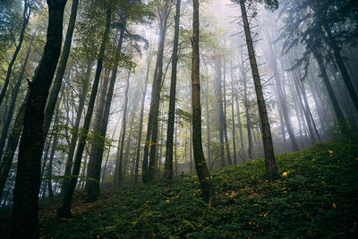 Trees in forest