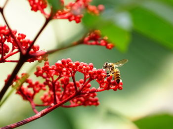 Close-up of insect on red flower
