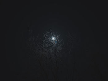 Low angle view of illuminated tree against sky at night