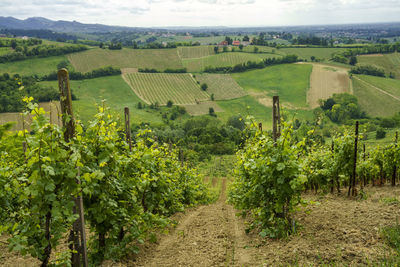 Vineyard against clear sky