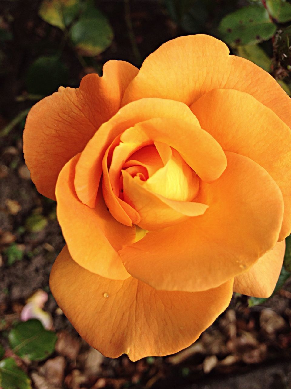 petal, flower, flower head, fragility, freshness, growth, beauty in nature, orange color, close-up, nature, blooming, focus on foreground, plant, single flower, rose - flower, yellow, in bloom, park - man made space, no people, outdoors