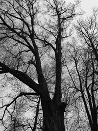 Low angle view of bare tree against sky