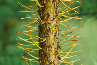Trunk of a young pine tree with yellow needles, close up