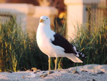 Close-up of seagull perching on land