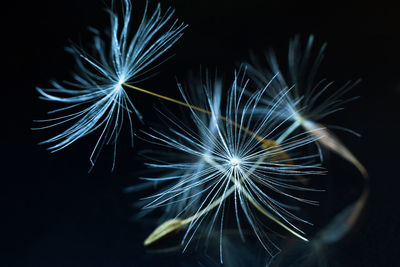 Close-up of firework display at night