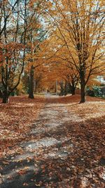 Bare trees in park