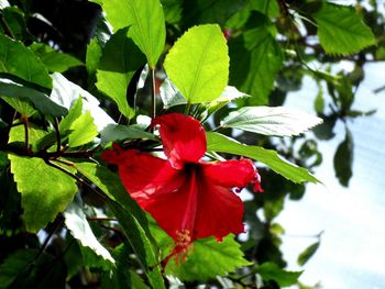 Close-up of red flowers blooming outdoors