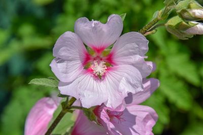 Close-up of pink rose flower