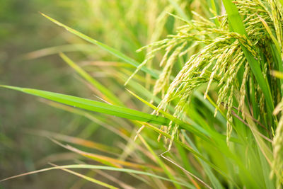 Close-up of crops growing on field