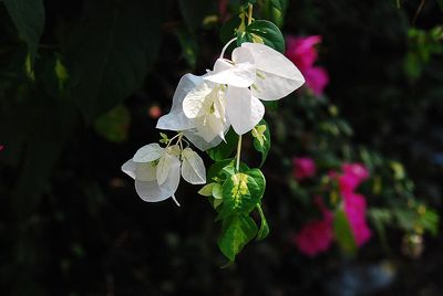 Close-up of water drops on flower