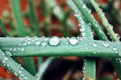 Close-up of water drops on leaf