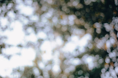 Full frame shot of plants