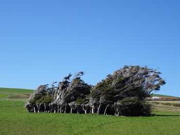 Trees on field against clear blue sky