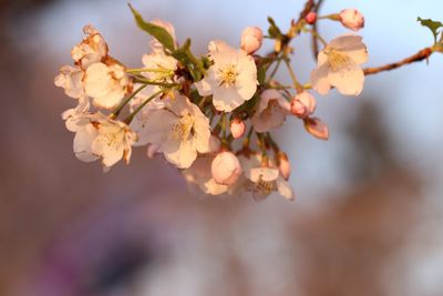 Close-up of apple blossoms in spring