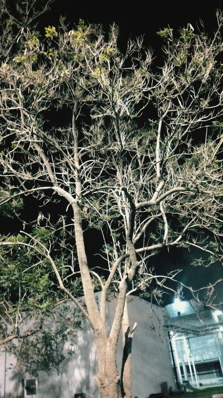 branch, tree, night, bare tree, low angle view, growth, built structure, building exterior, nature, architecture, outdoors, plant, no people, tree trunk, dead plant, sky, old, tranquility, damaged