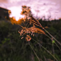 Close-up of wilted flower on field during sunset