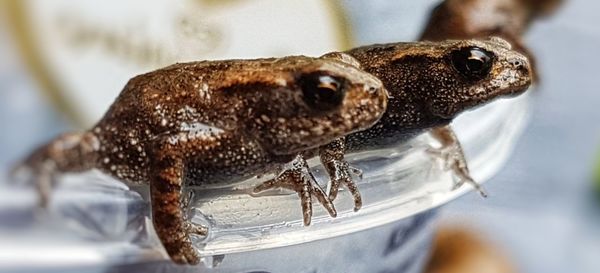 Close-up of a lizard