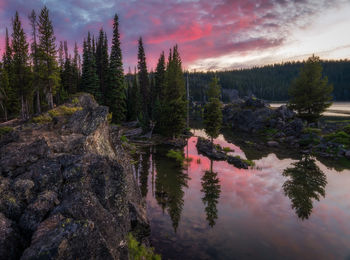 Scenic view of forest against sky during sunset