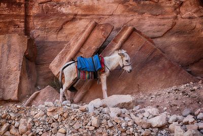 Horse cart on rock