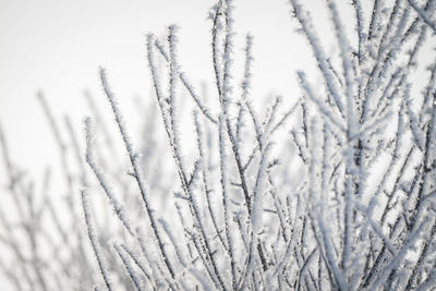 Close-up of plant against sky