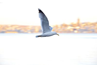 Seagull flying over sea against sky