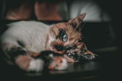 Close-up of cat resting