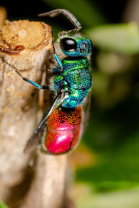 Close-up of beetle on a tree