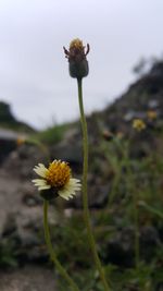 Close-up of yellow flower blooming outdoors