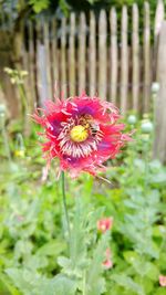 Close-up of red flower blooming outdoors