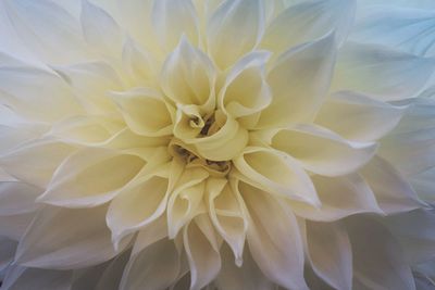 Full frame shot of white flower