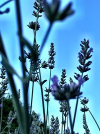 Low angle view of flowers against blue sky