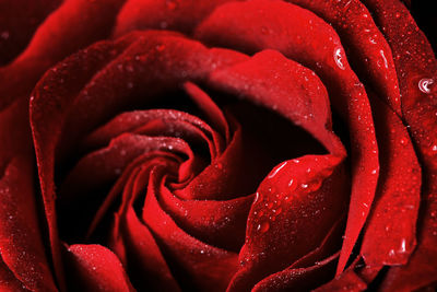 Close-up of wet red rose