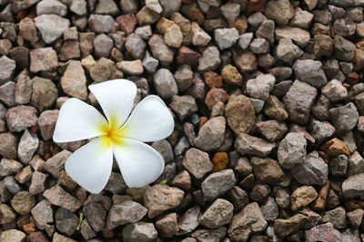 Close-up of white pebbles on rocks