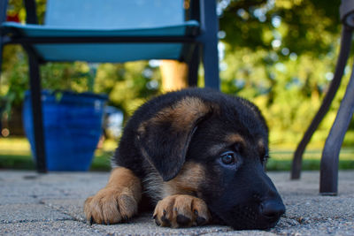 Close-up of puppy looking away