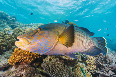 Fish swimming in sea