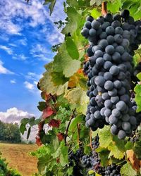 Grapes in vineyard