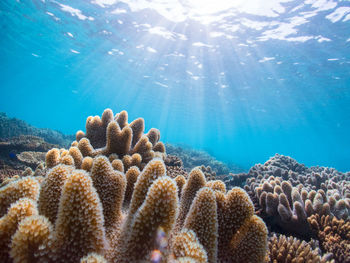 Close-up of coral in sea