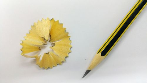 Close-up of yellow flower over white background