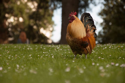 Close-up of rooster on field