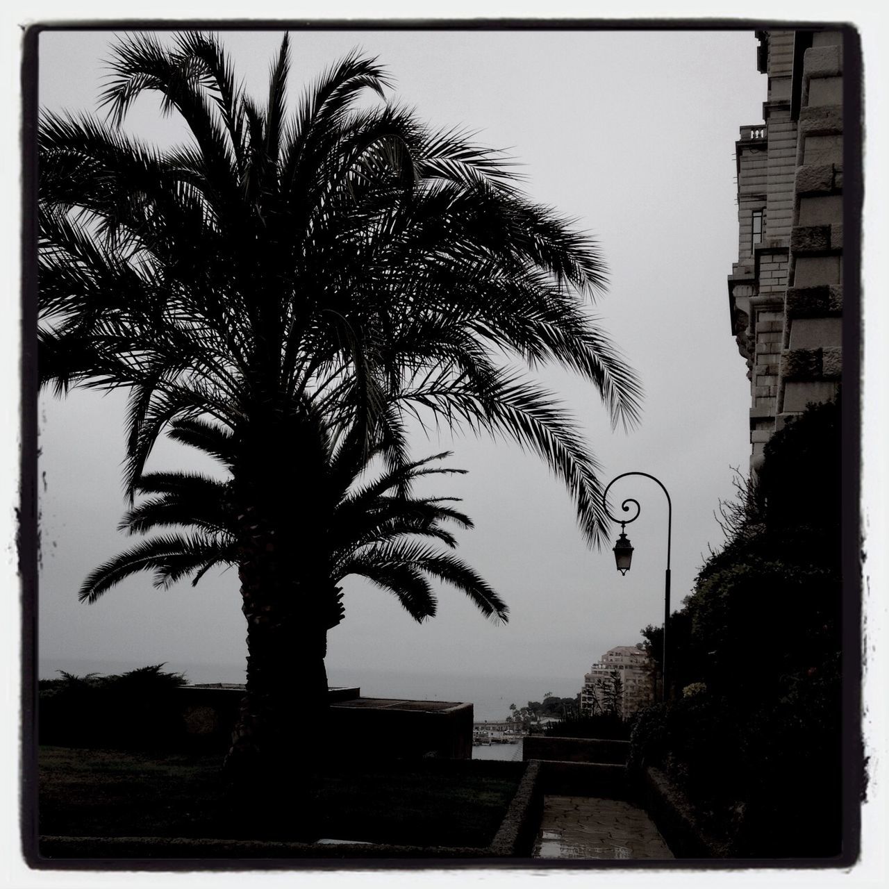 palm tree, tree, transfer print, building exterior, architecture, built structure, auto post production filter, silhouette, clear sky, tree trunk, sky, growth, outdoors, nature, low angle view, branch, sunset, city, no people, tall - high