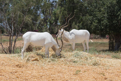 Deer grazing on field