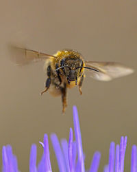 Close-up of bee on purple flower