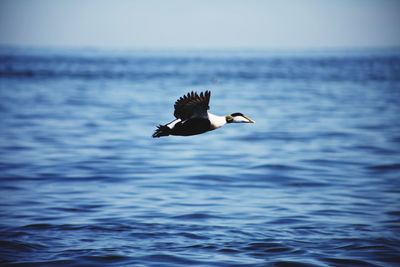 A male eider duck flying past