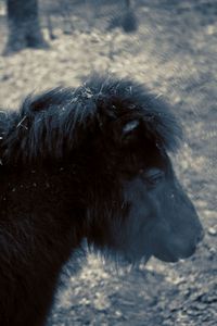 Close-up of horse on field