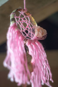 Close-up of pink flower