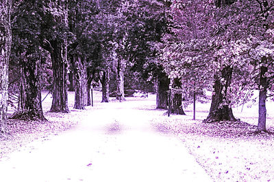 Trees in park