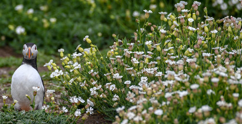 White flowers in field